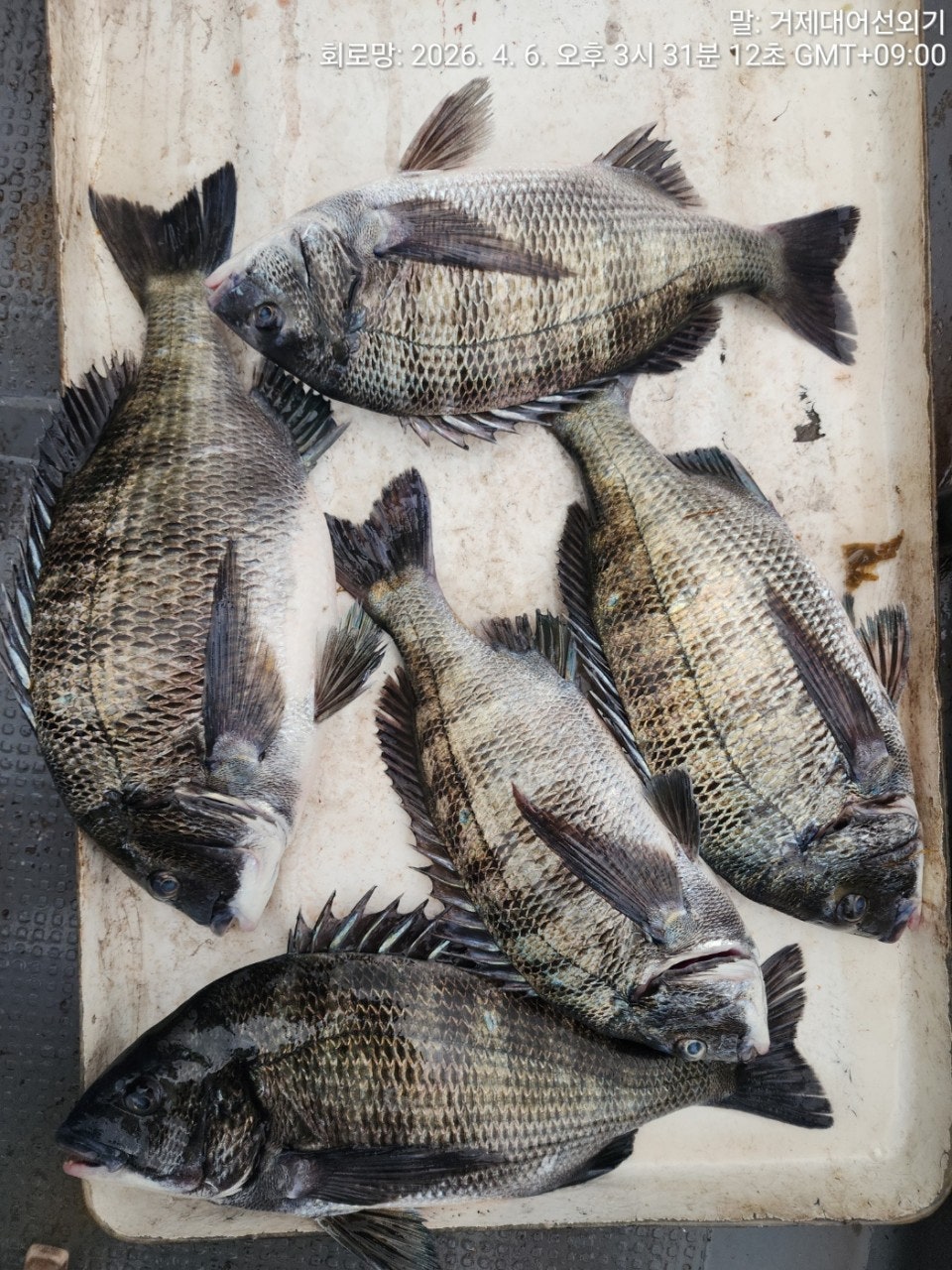 ����ڰ� �ø� �̹���