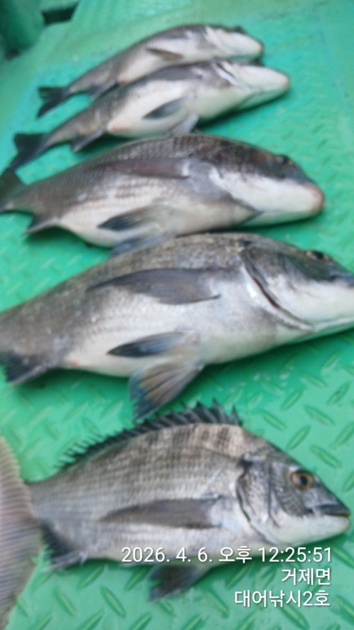 ����ڰ� �ø� �̹���