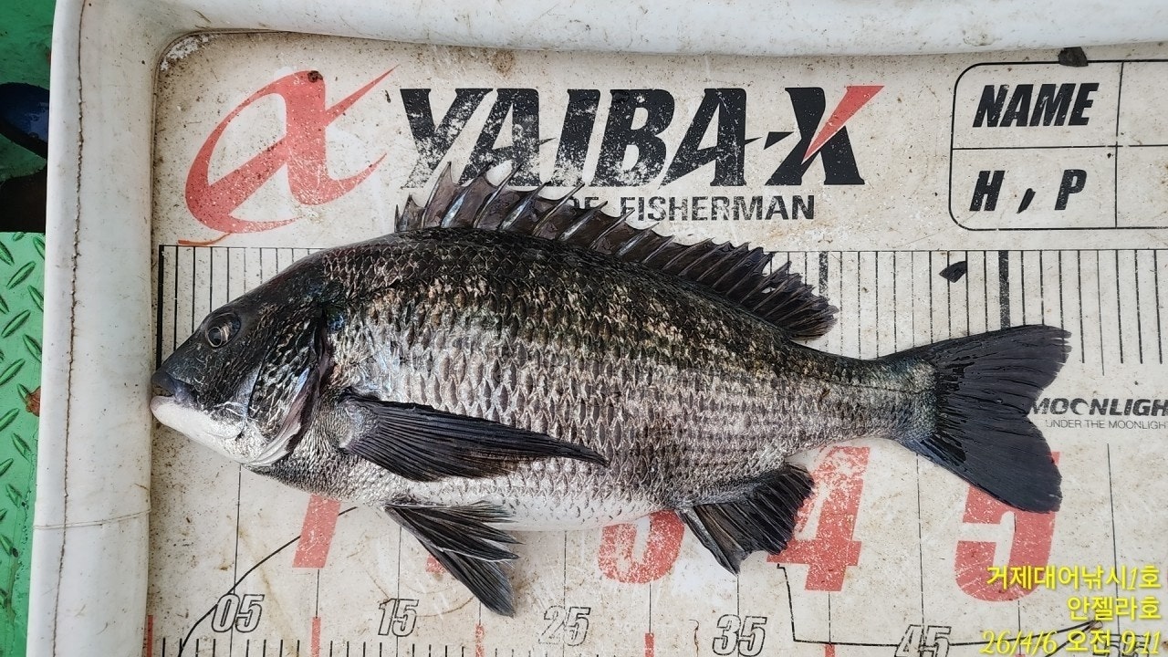 ����ڰ� �ø� �̹���