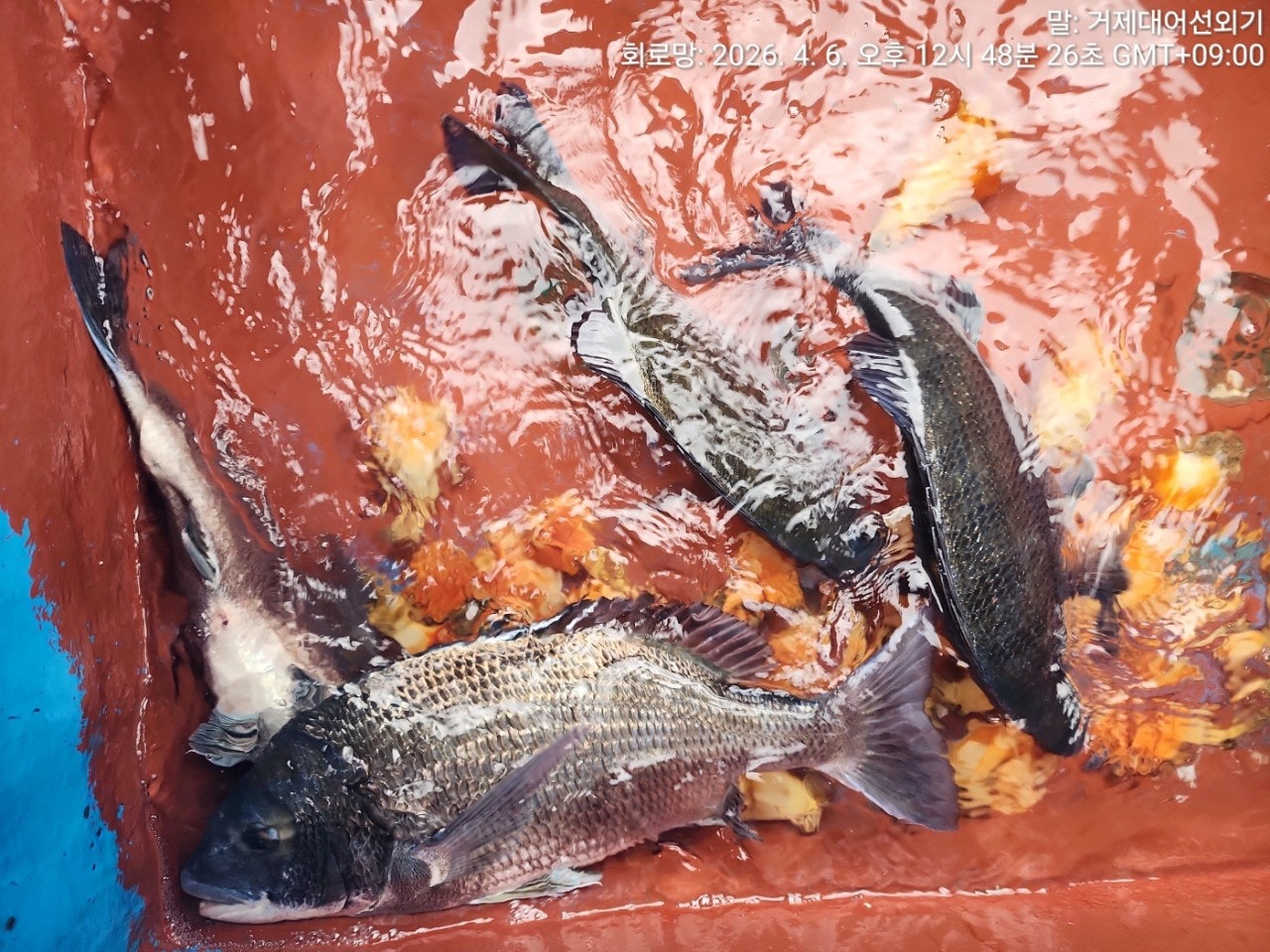 ����ڰ� �ø� �̹���