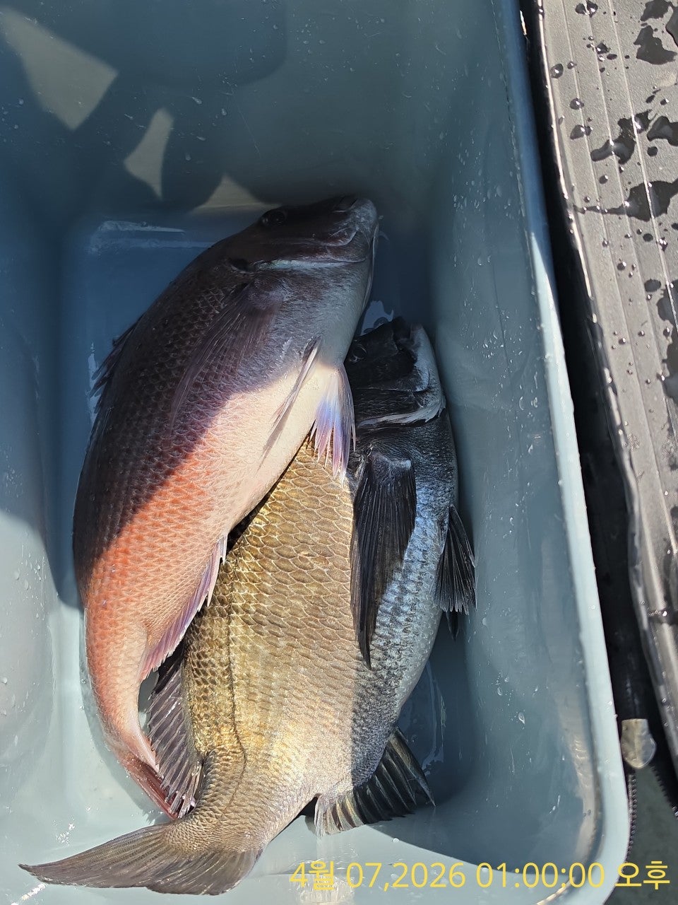 ����ڰ� �ø� �̹���