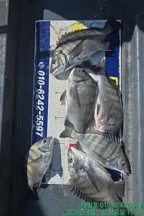 ����ڰ� �ø� �̹���