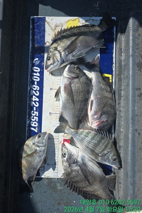 ����ڰ� �ø� �̹���