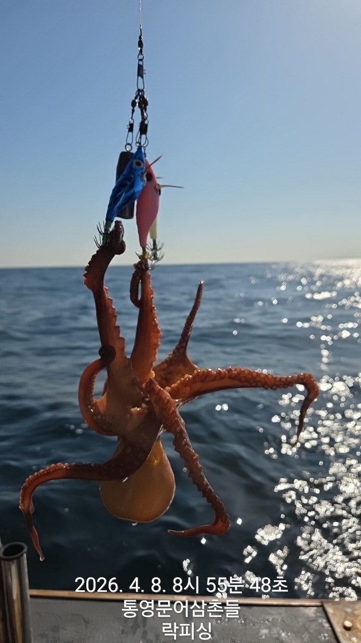 ����ڰ� �ø� �̹���