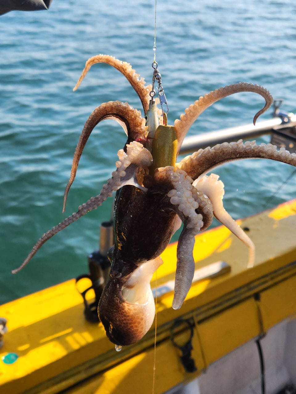 사용자가 올린 이미지