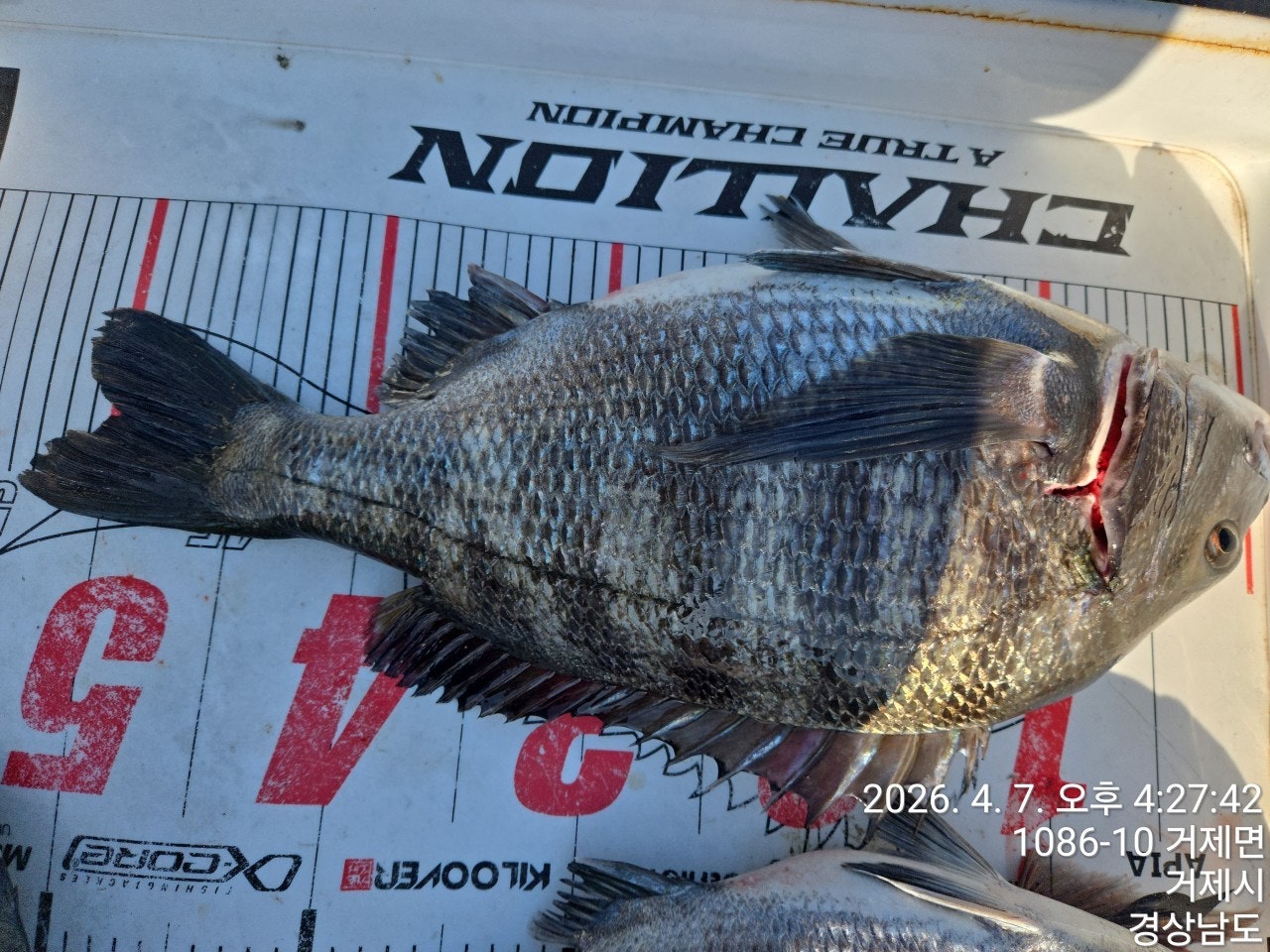 ����ڰ� �ø� �̹���