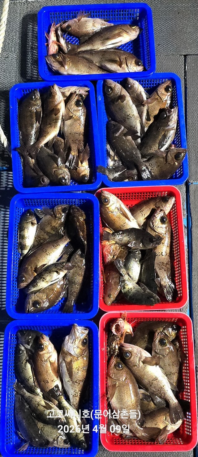 ����ڰ� �ø� �̹���