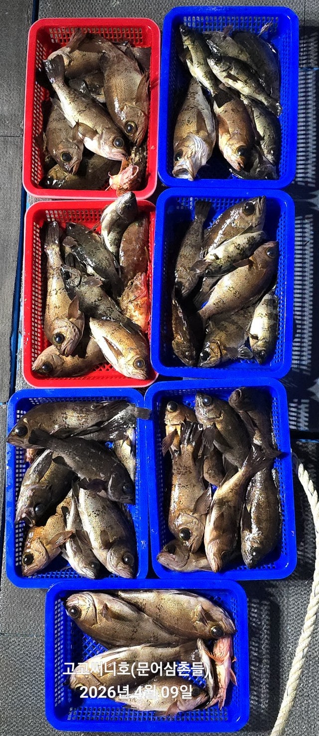 ����ڰ� �ø� �̹���