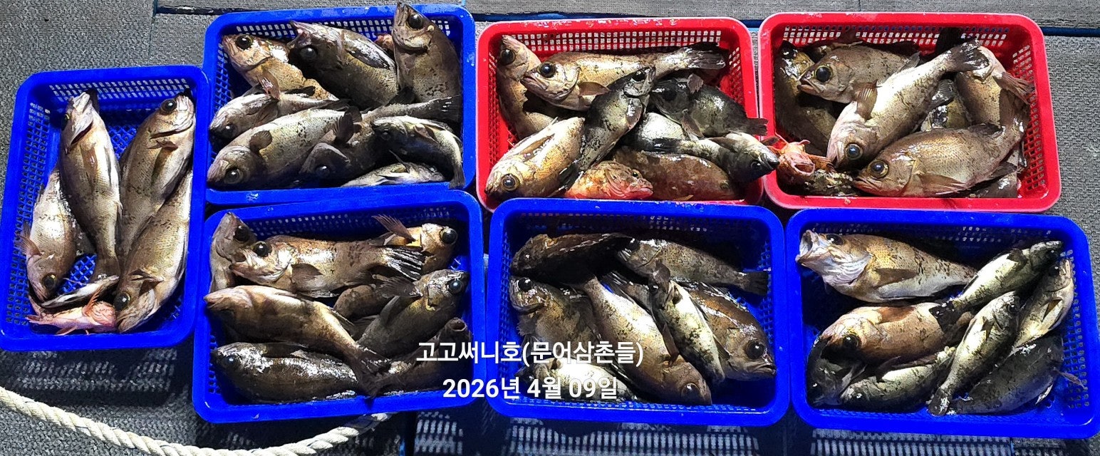 ����ڰ� �ø� �̹���