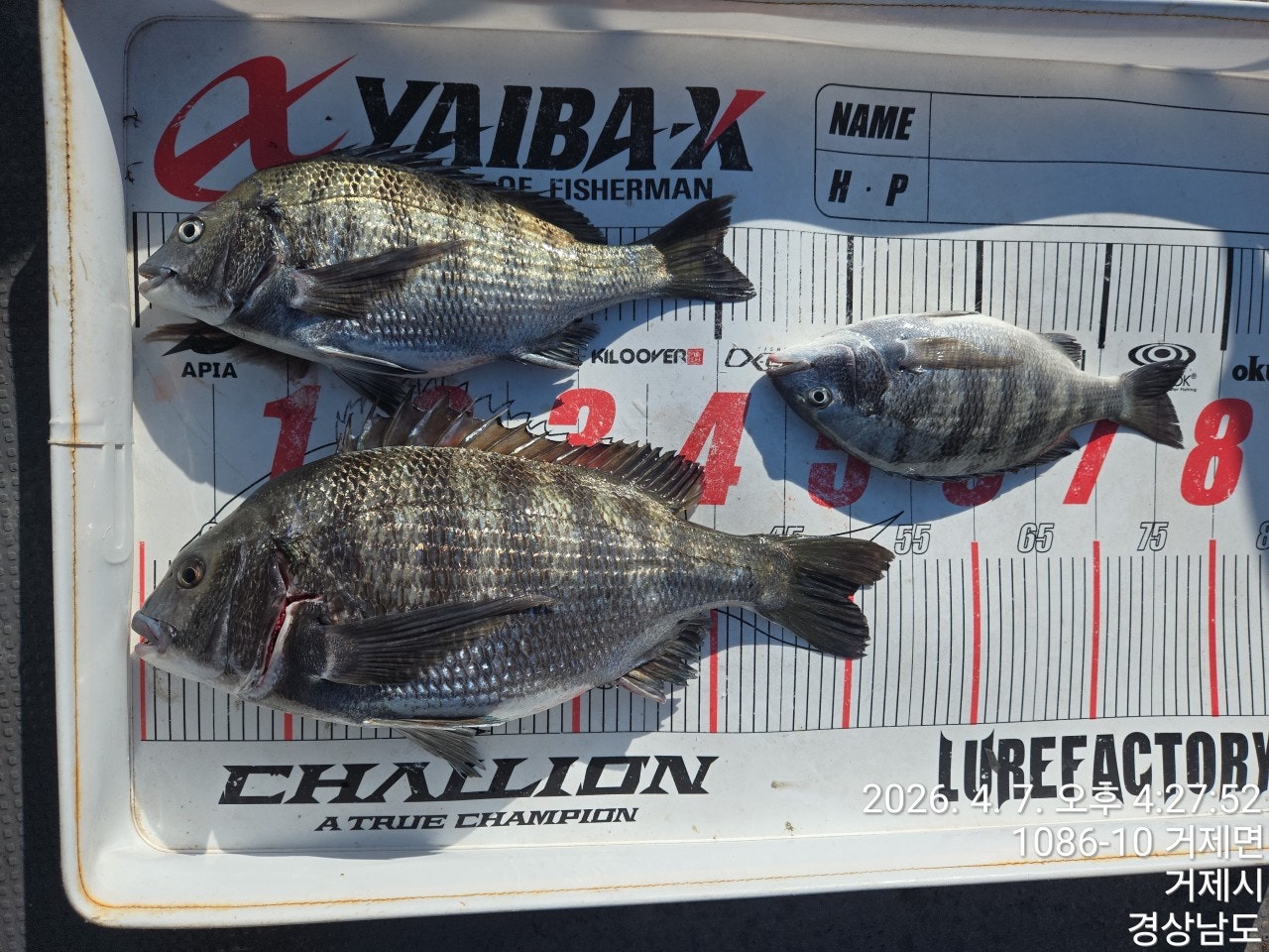 ����ڰ� �ø� �̹���