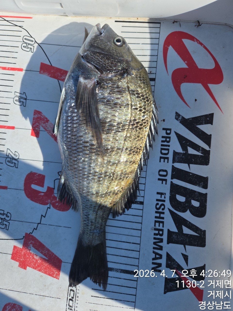 ����ڰ� �ø� �̹���