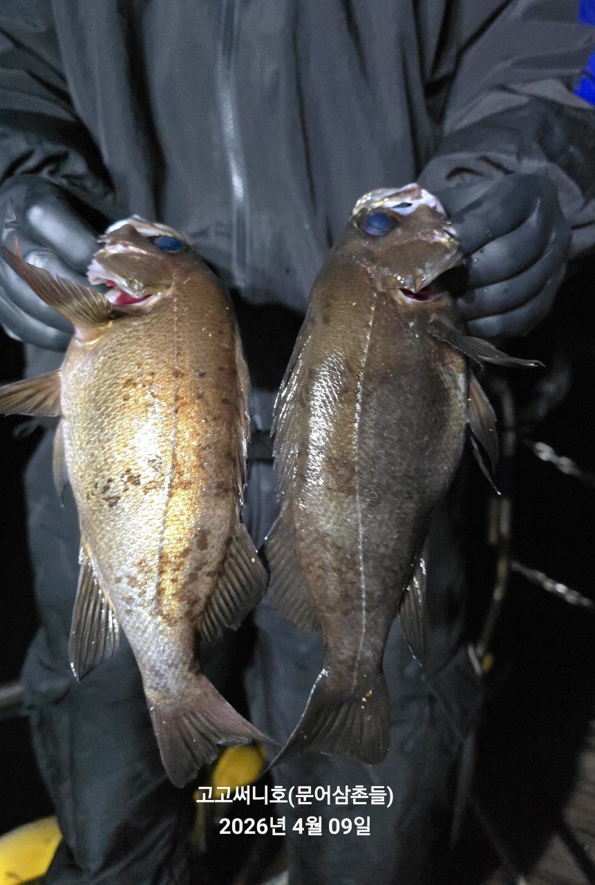 ����ڰ� �ø� �̹���