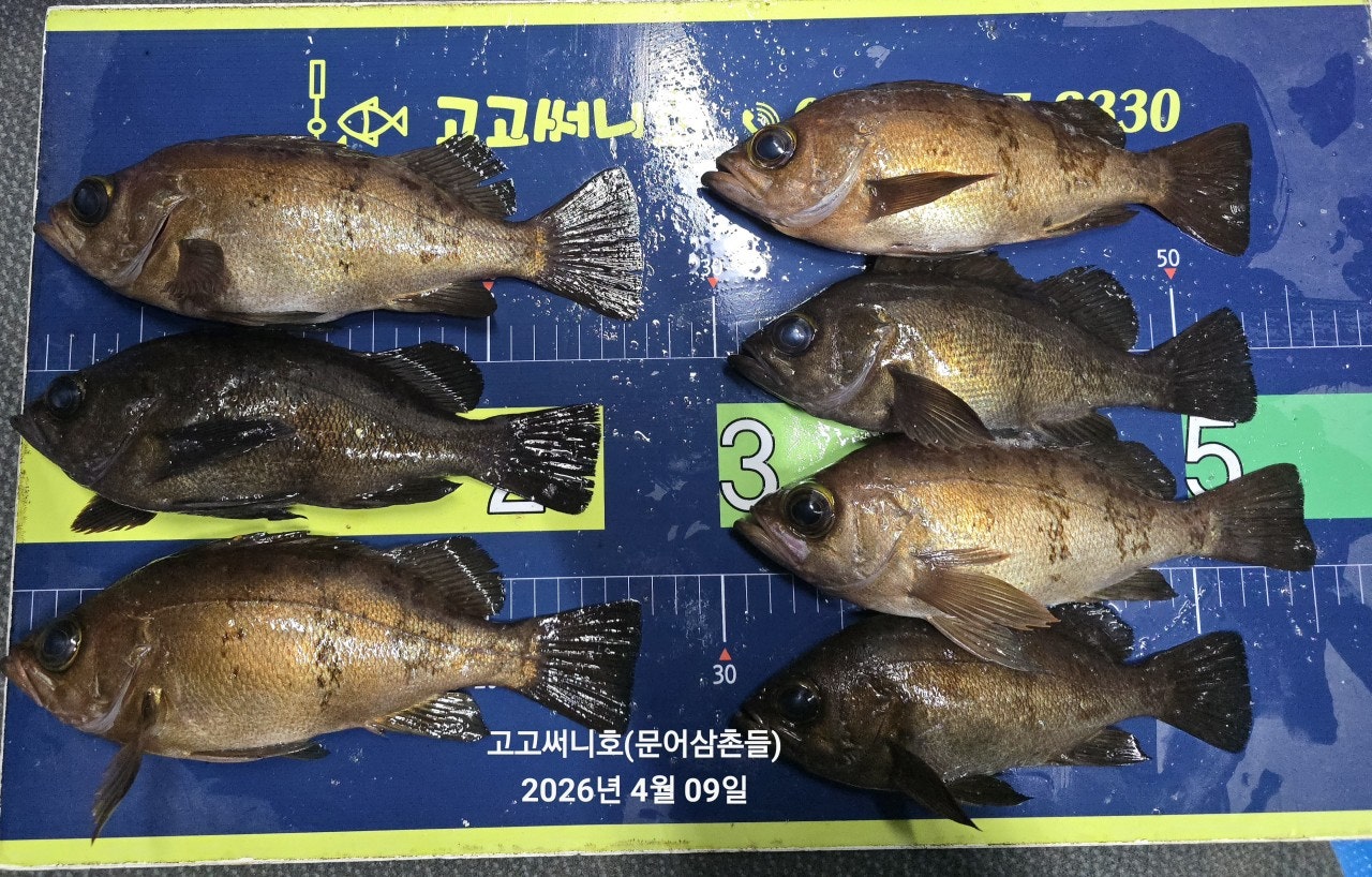 ����ڰ� �ø� �̹���