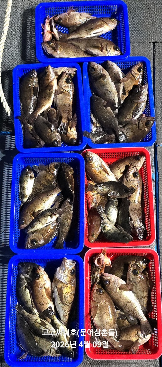 ����ڰ� �ø� �̹���