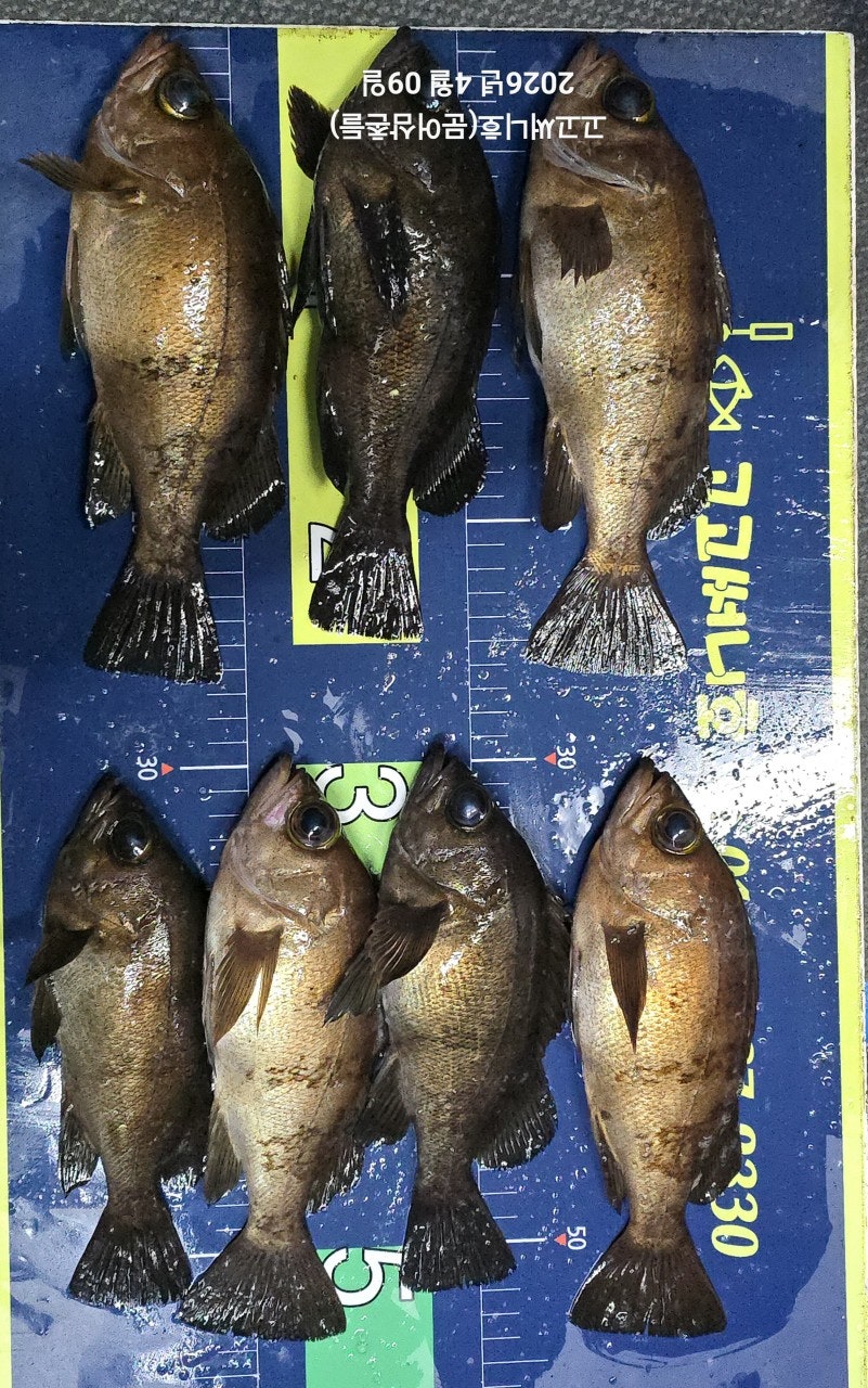 ����ڰ� �ø� �̹���