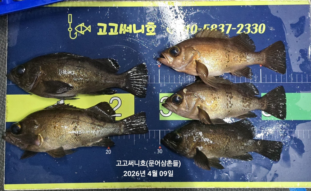 ����ڰ� �ø� �̹���