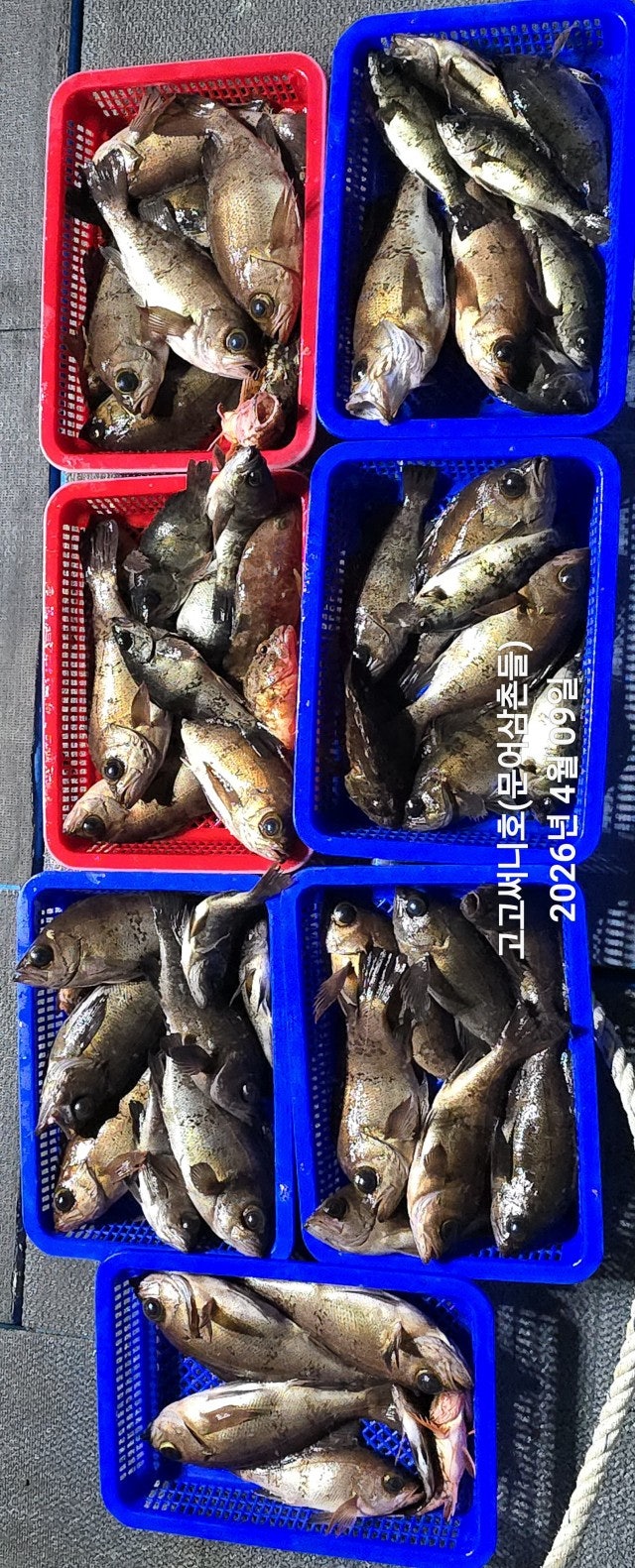 ����ڰ� �ø� �̹���