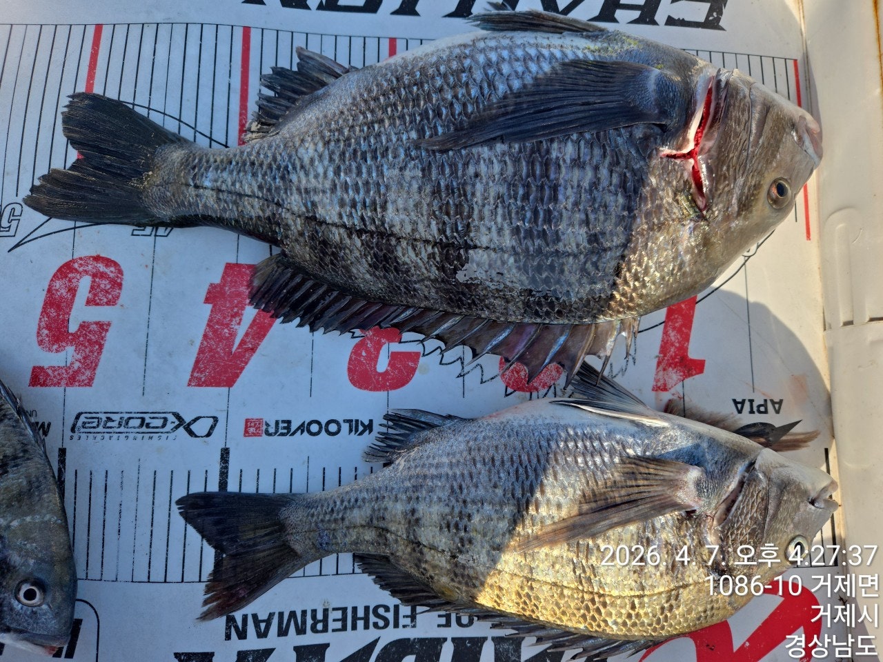 ����ڰ� �ø� �̹���