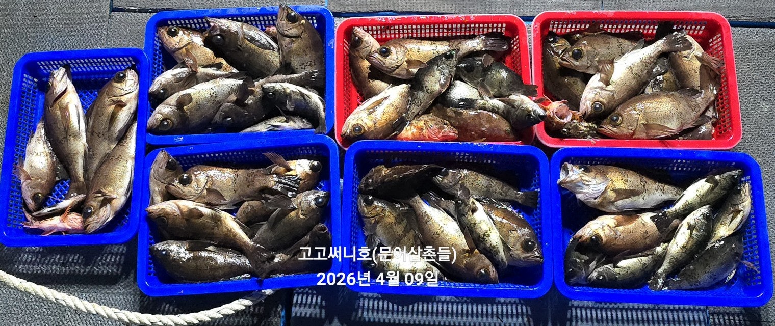 ����ڰ� �ø� �̹���