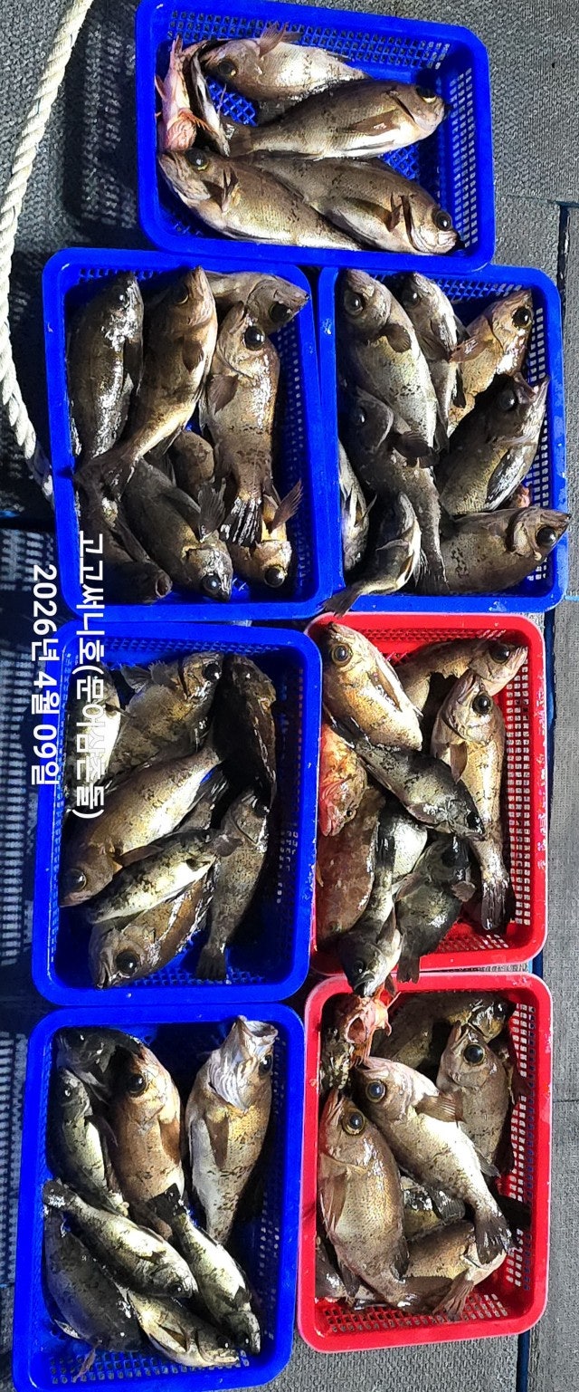 ����ڰ� �ø� �̹���