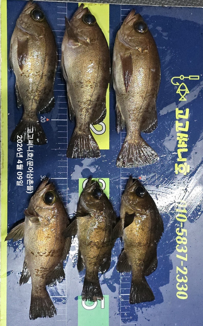 ����ڰ� �ø� �̹���