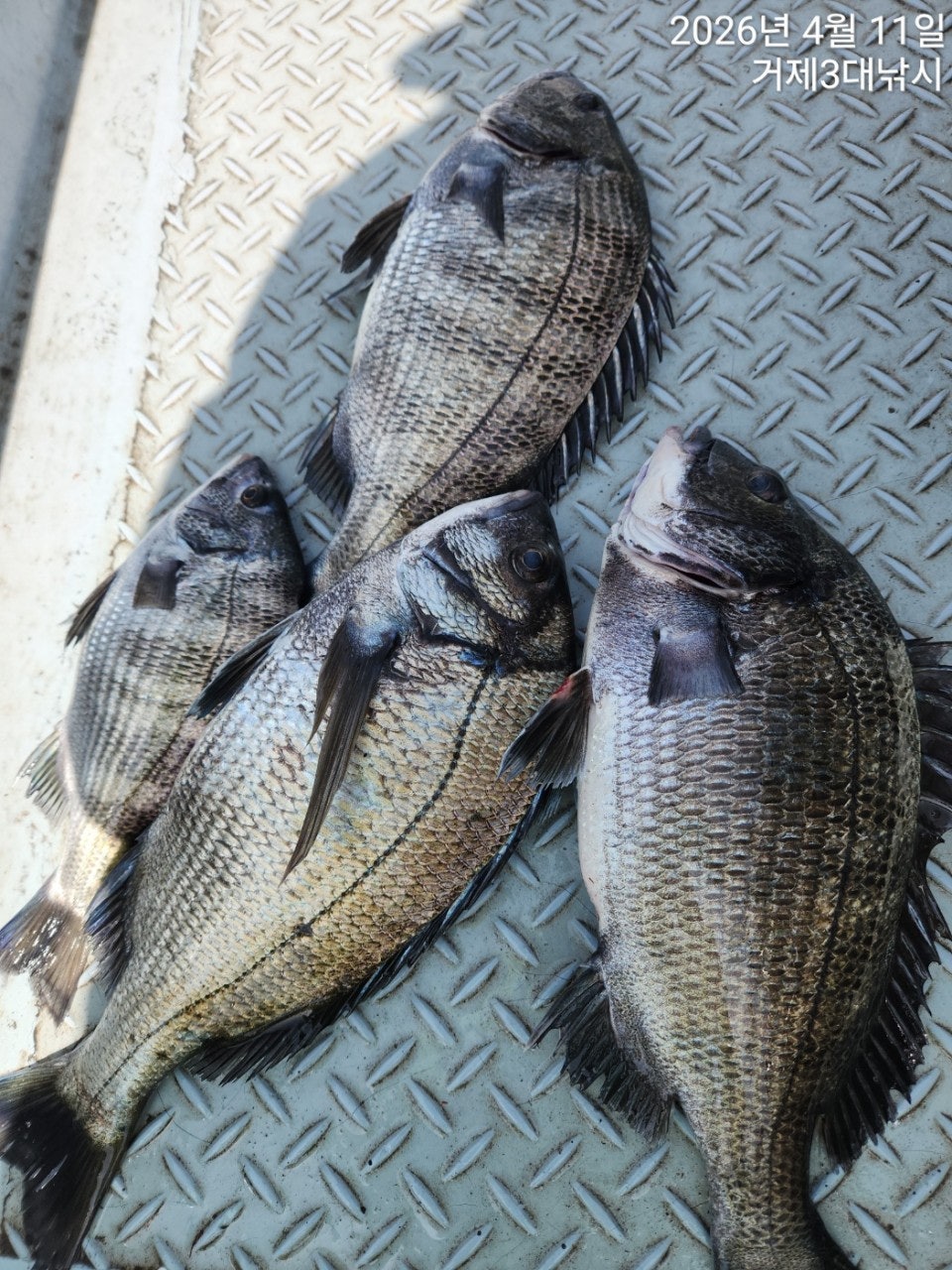 ����ڰ� �ø� �̹���