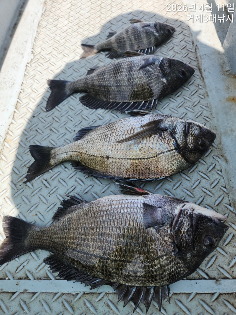 ����ڰ� �ø� �̹���