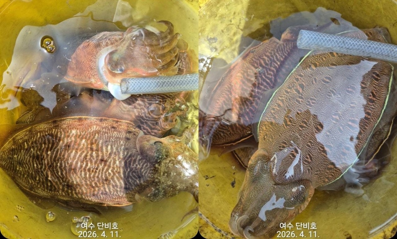 사용자가 올린 이미지