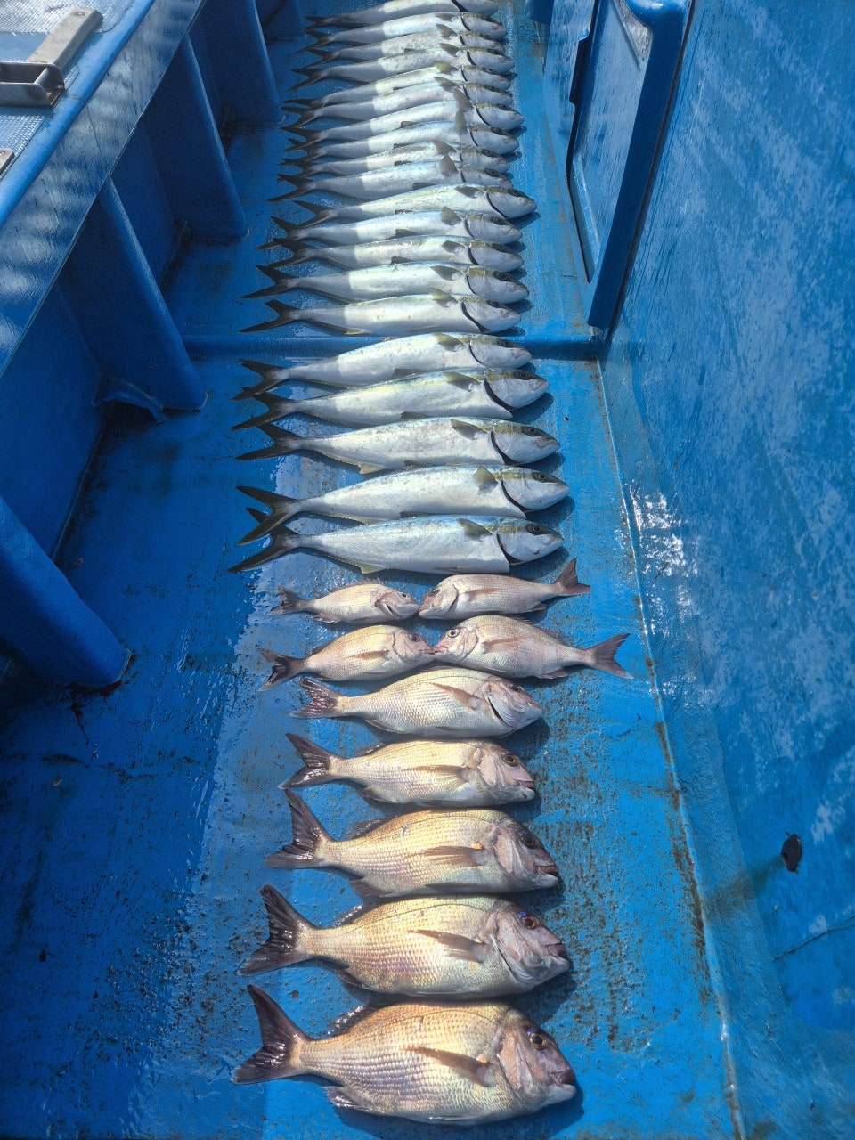 ����ڰ� �ø� �̹���