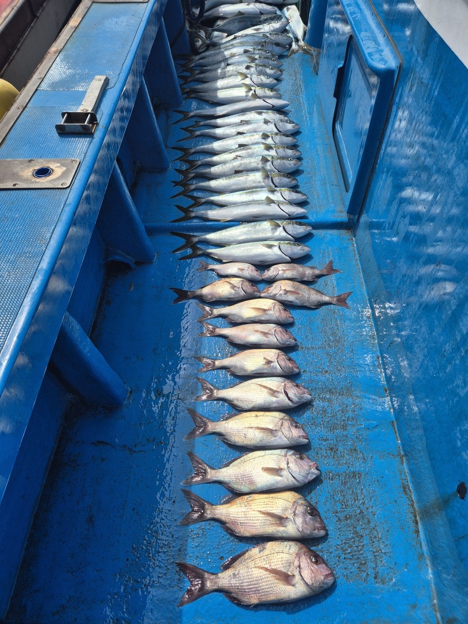 ����ڰ� �ø� �̹���