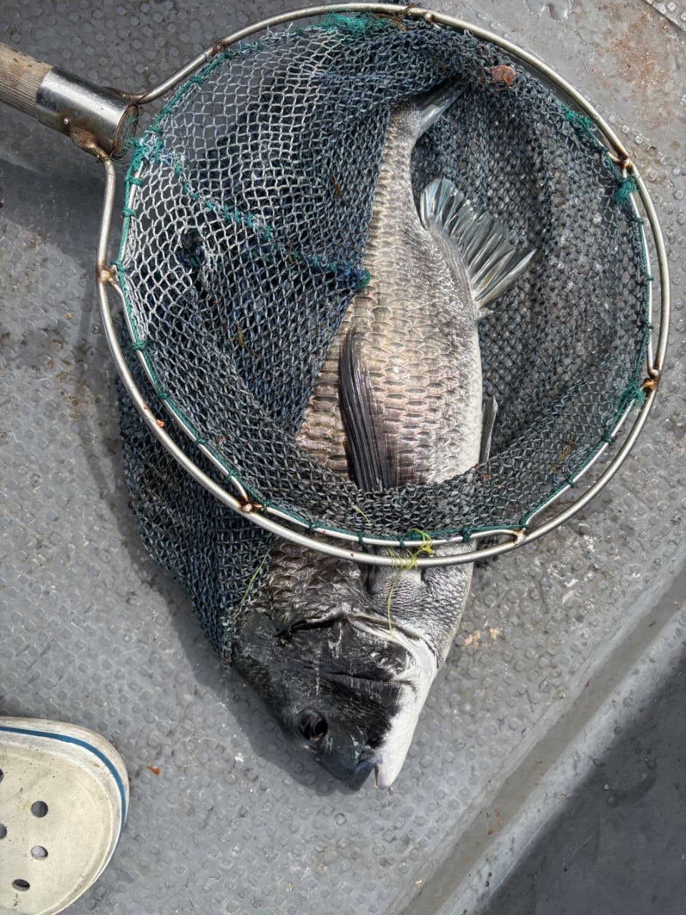 ����ڰ� �ø� �̹���