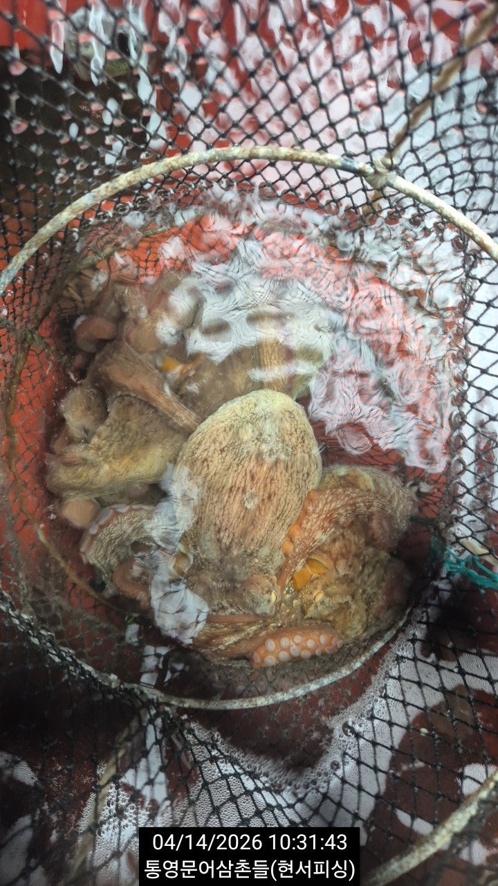 ����ڰ� �ø� �̹���