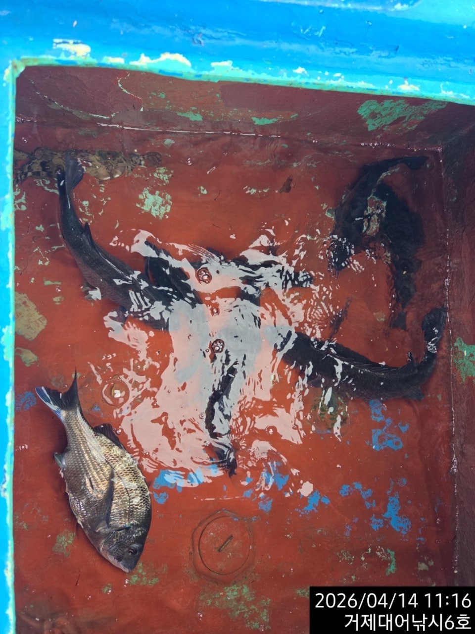 ����ڰ� �ø� �̹���