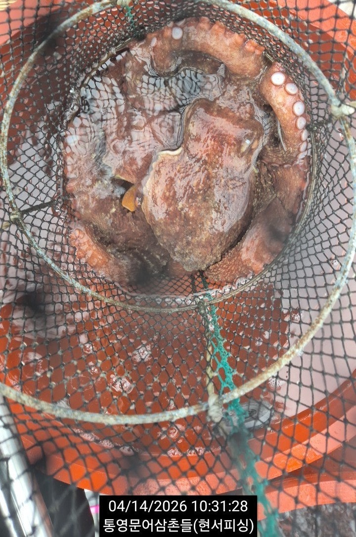 ����ڰ� �ø� �̹���