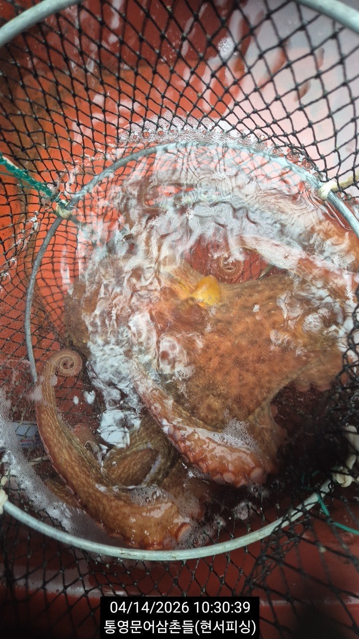 ����ڰ� �ø� �̹���