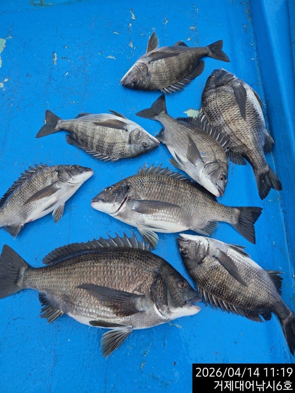 ����ڰ� �ø� �̹���