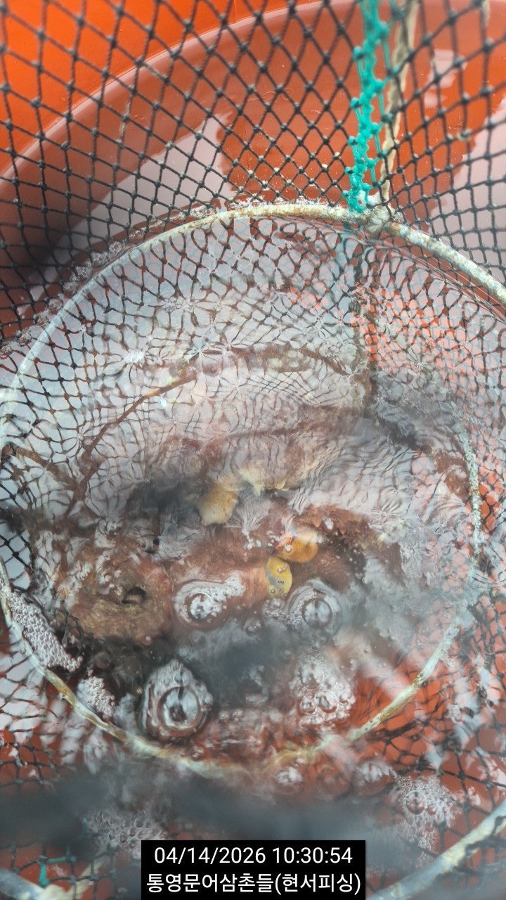 ����ڰ� �ø� �̹���