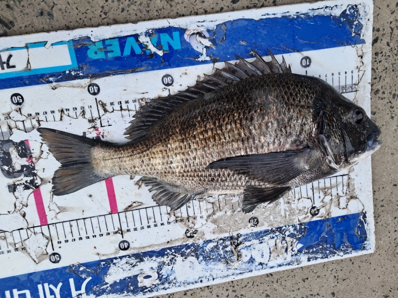 ����ڰ� �ø� �̹���