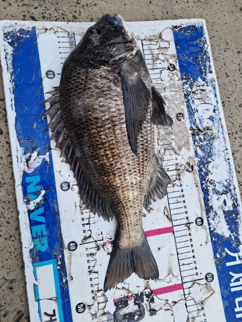 ����ڰ� �ø� �̹���