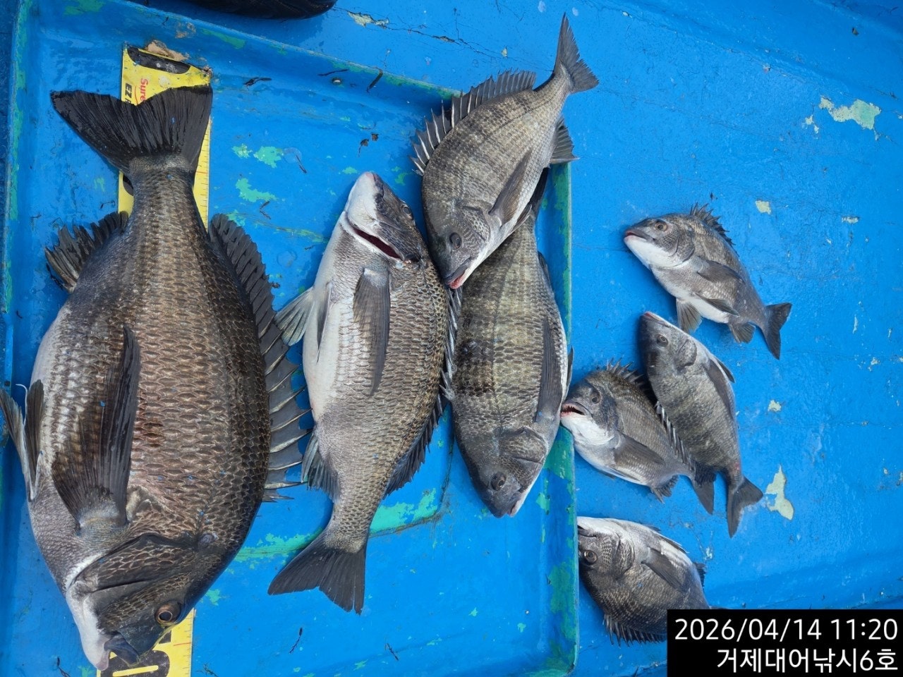 ����ڰ� �ø� �̹���