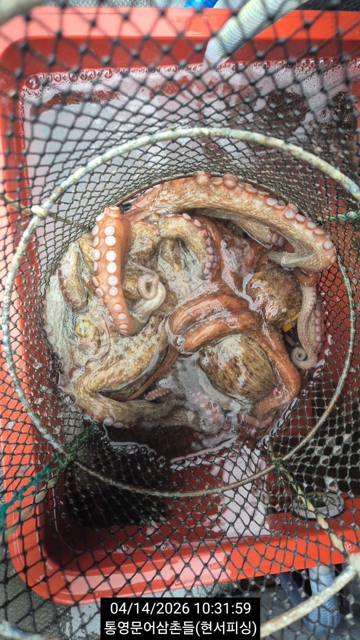 ����ڰ� �ø� �̹���