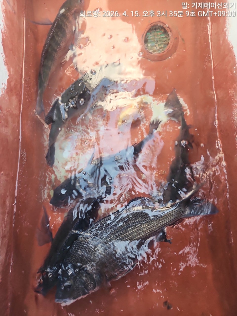 ����ڰ� �ø� �̹���