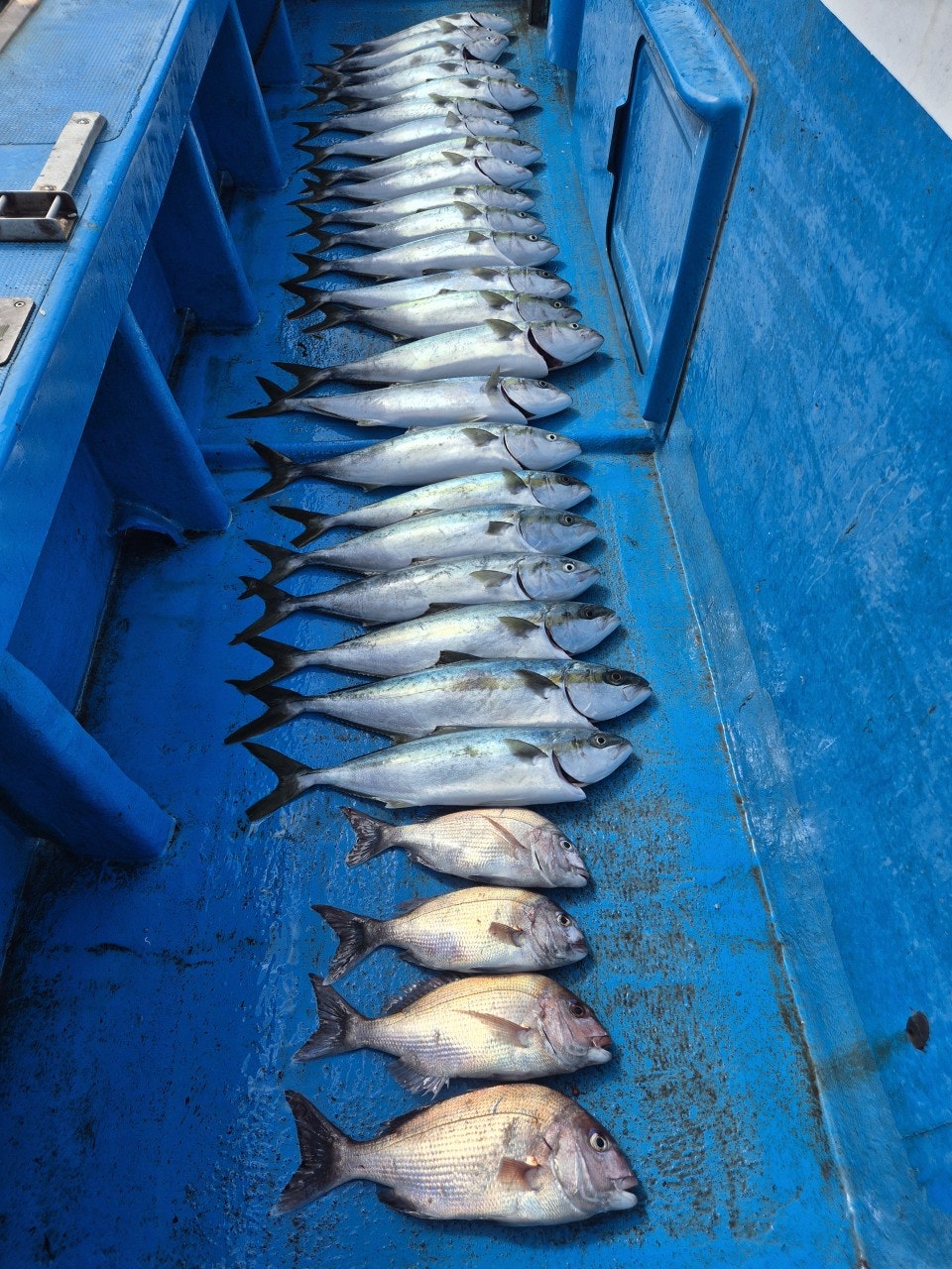 ����ڰ� �ø� �̹���