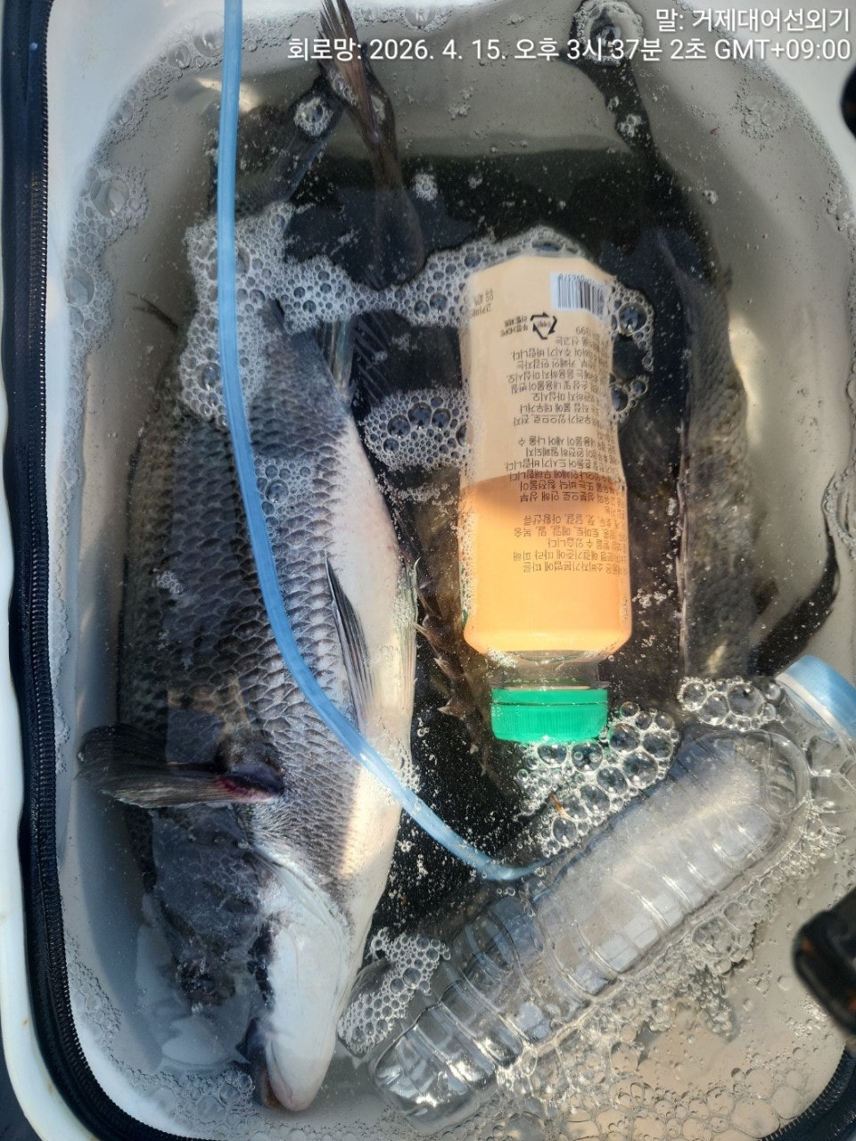 ����ڰ� �ø� �̹���