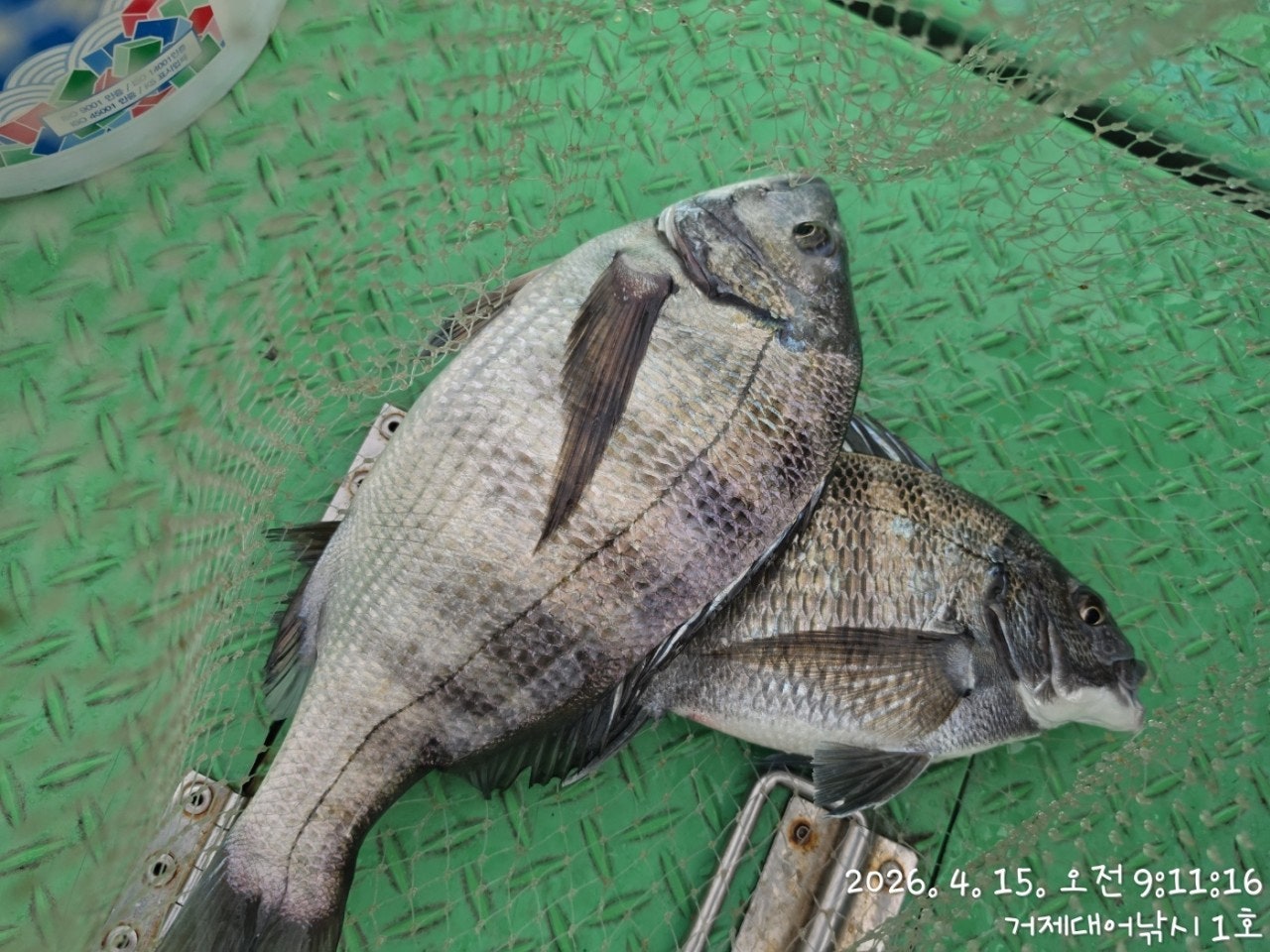 ����ڰ� �ø� �̹���