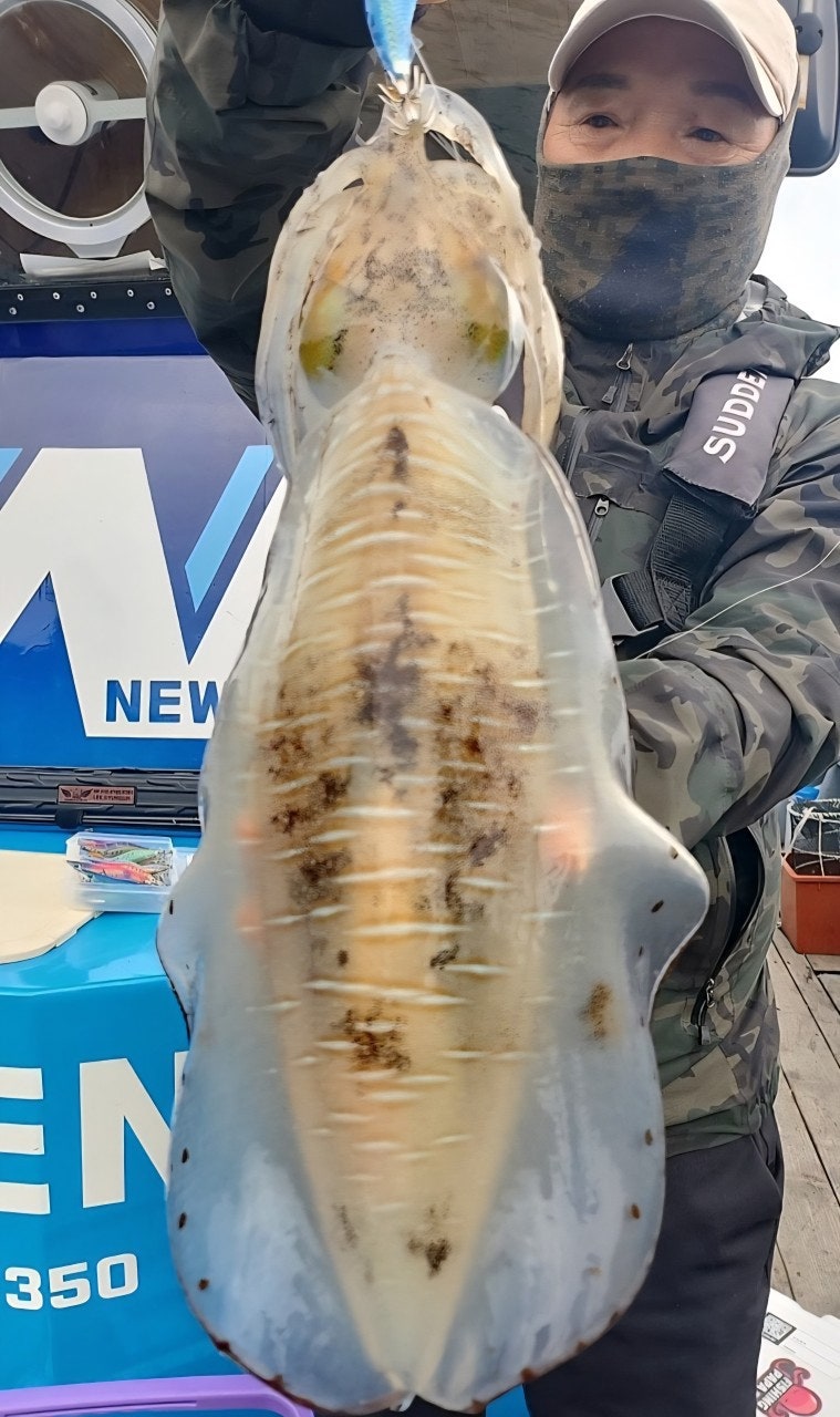 ����ڰ� �ø� �̹���