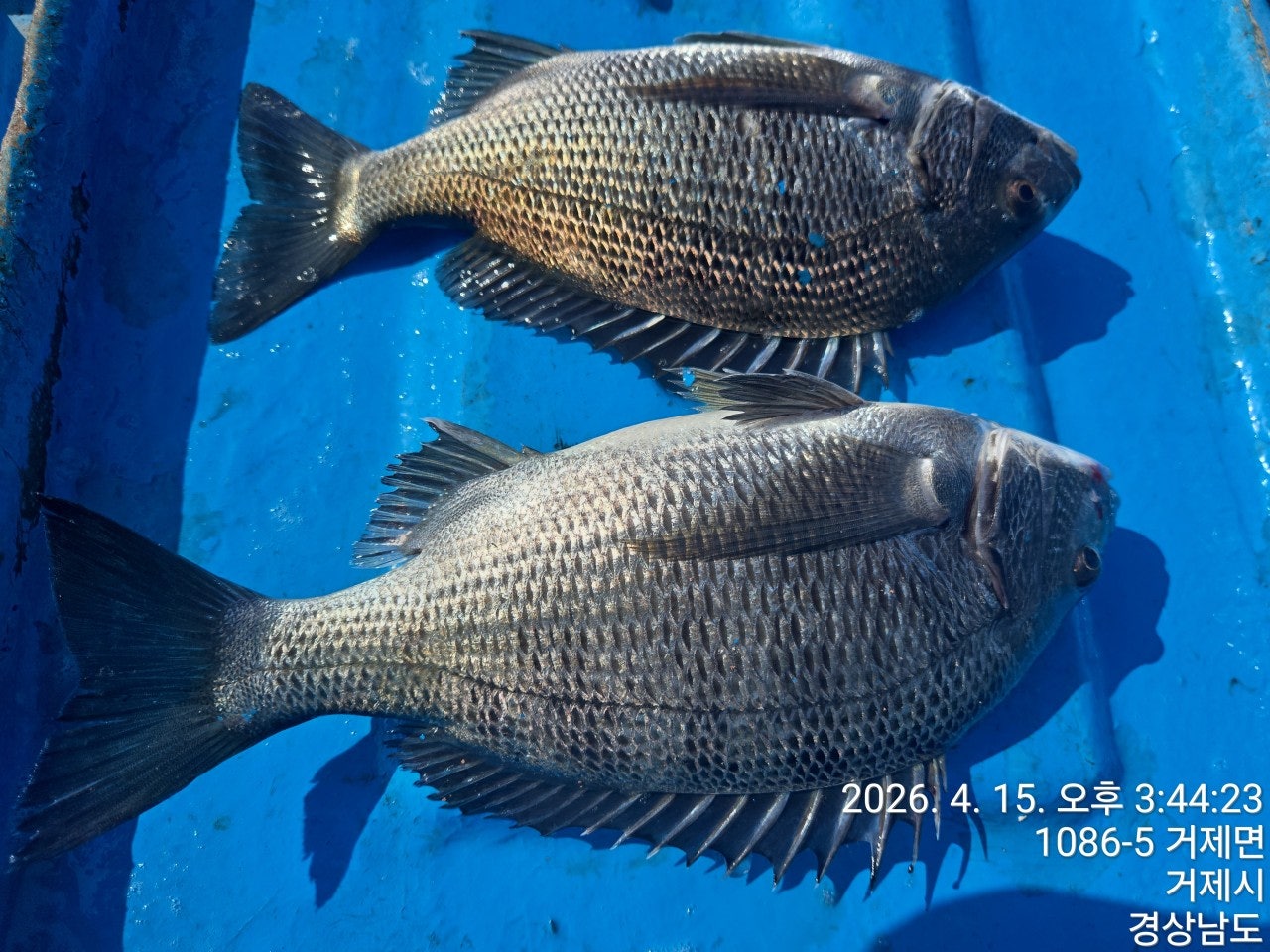 ����ڰ� �ø� �̹���