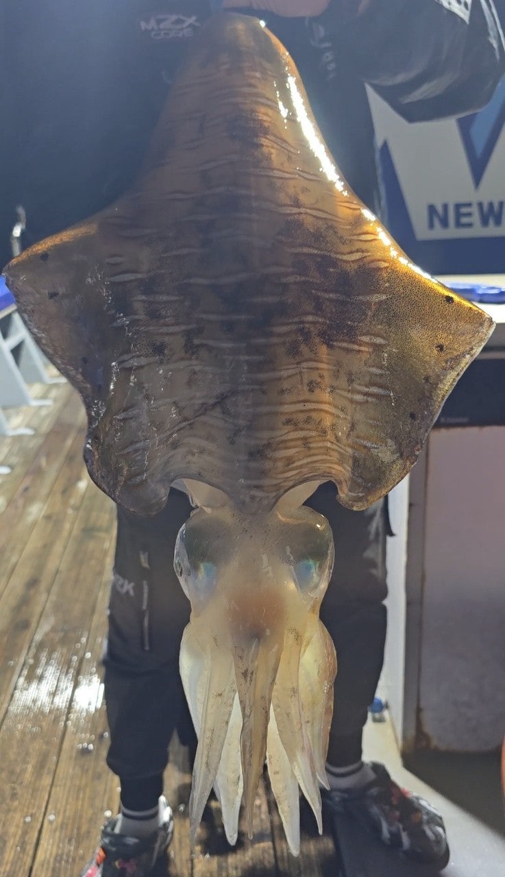 ����ڰ� �ø� �̹���