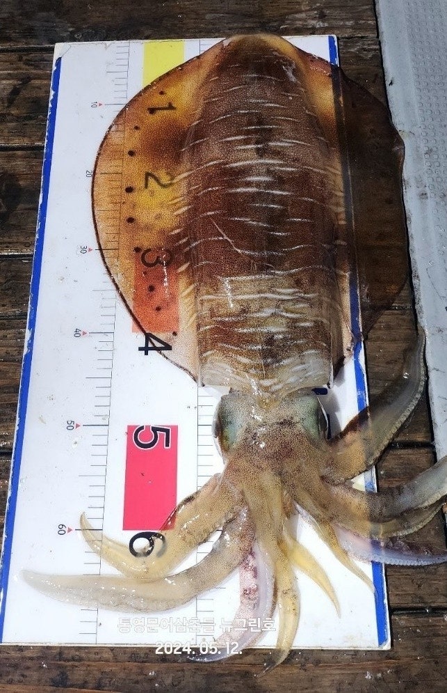 ����ڰ� �ø� �̹���