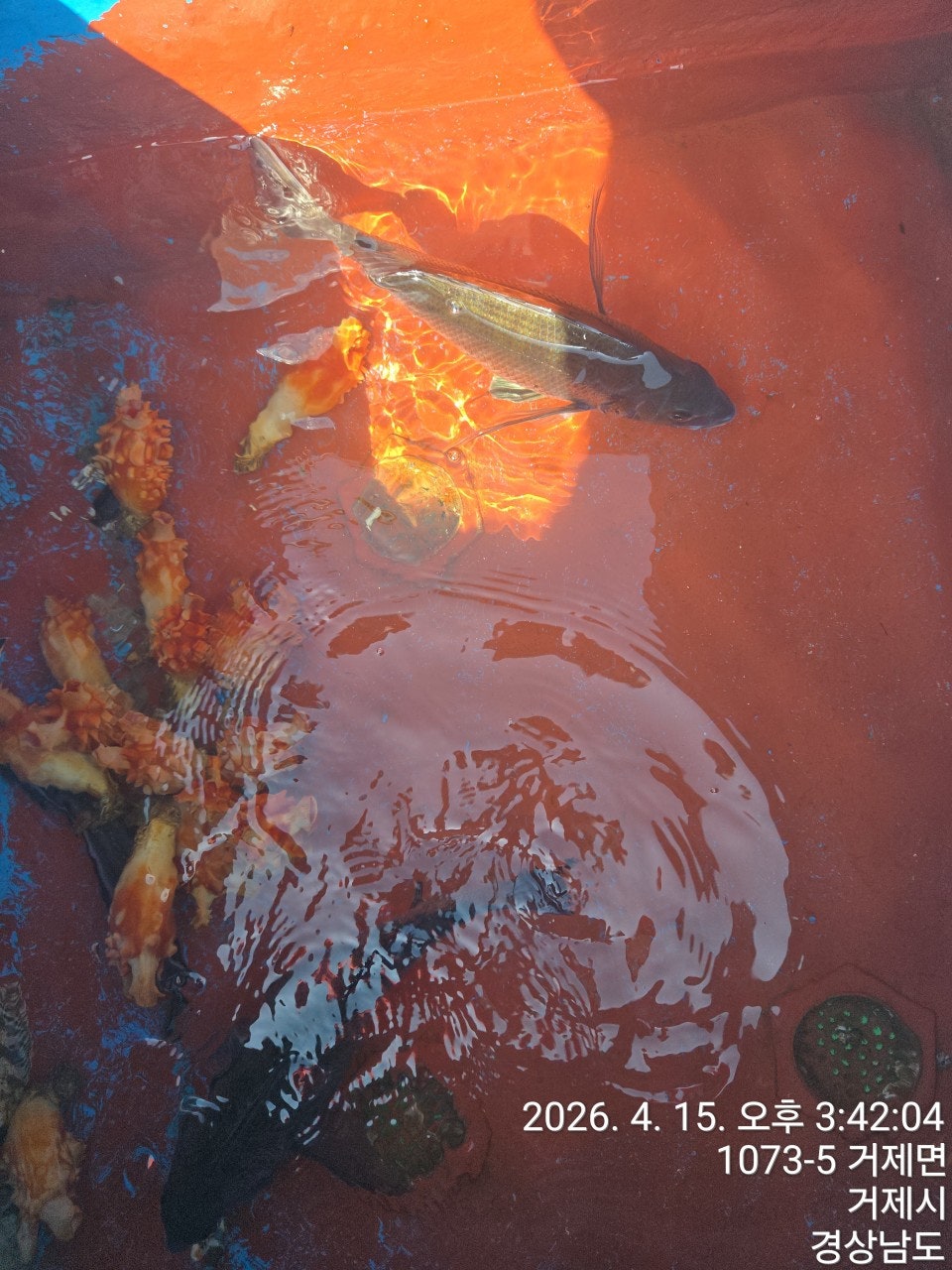 ����ڰ� �ø� �̹���